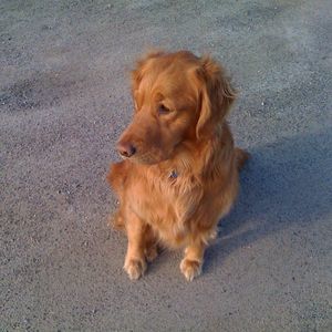 Meet your Posher, Joe